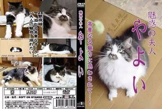 猫av网站,网络暗流涌动的隐秘世界