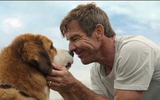 人狗av下载,暗流涌动的网络隐秘世界